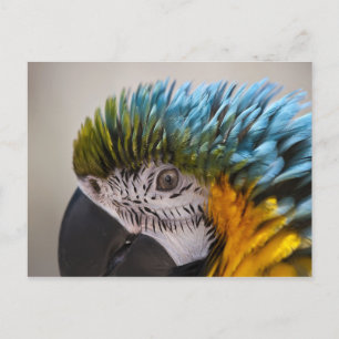 Macaw Parrot - vykort