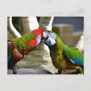 Macaw Parrots 2013 Calendar Postcard Vykort