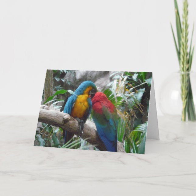Macaw Parrots Bird Tack, Obs! Kort (Framsida)