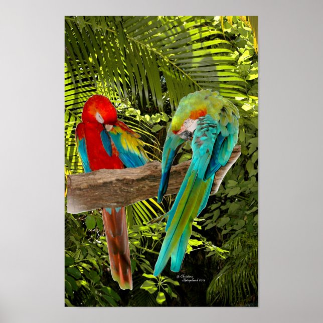 Macaw Parrots i en Poster tropisk skog (Framsidan)