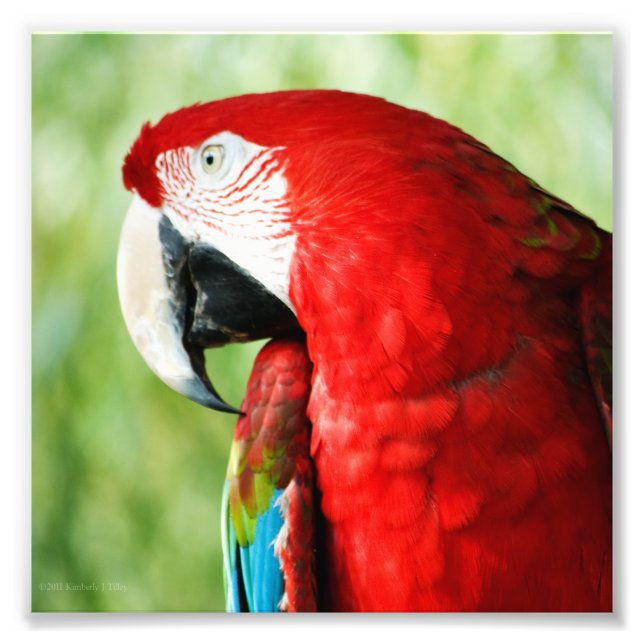 Macaw Porträtt Fototryck (Framsidan)
