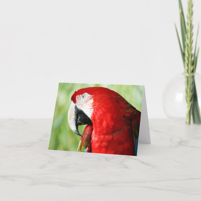 Macaw Porträtt Kort (Framsida)