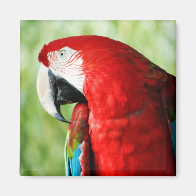 Macaw Porträtt Magnet (Framsidan)