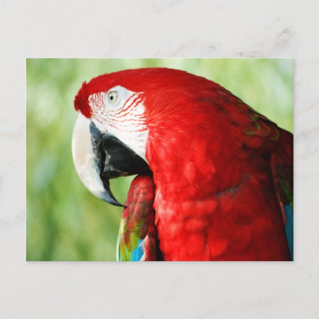 Macaw Porträtt Vykort (Framsida)