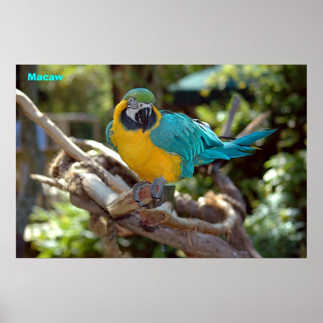 Macaw Poster (Framsidan)
