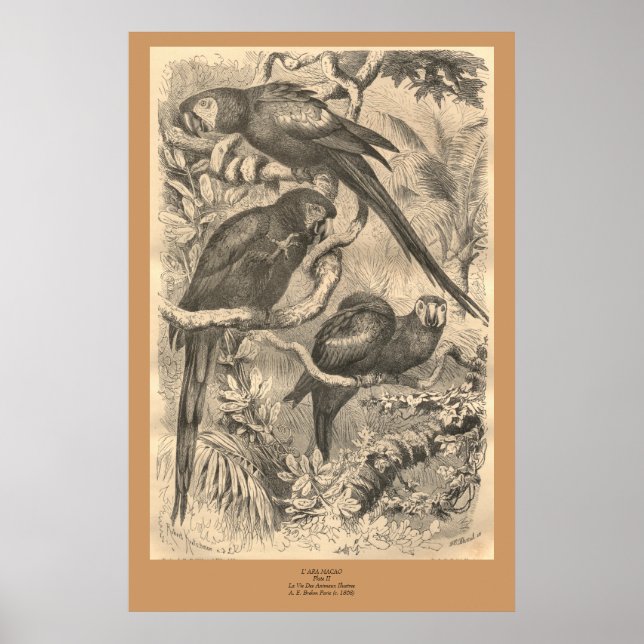 Macaw Poster (Framsidan)