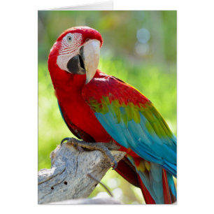 Macaw sitta på gren hälsningskort