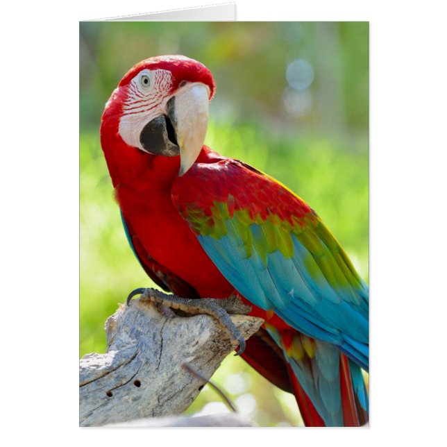 Macaw sitta på gren hälsningskort (Framsidan)