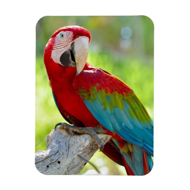 Macaw sitta på gren magnet (Vertikal)
