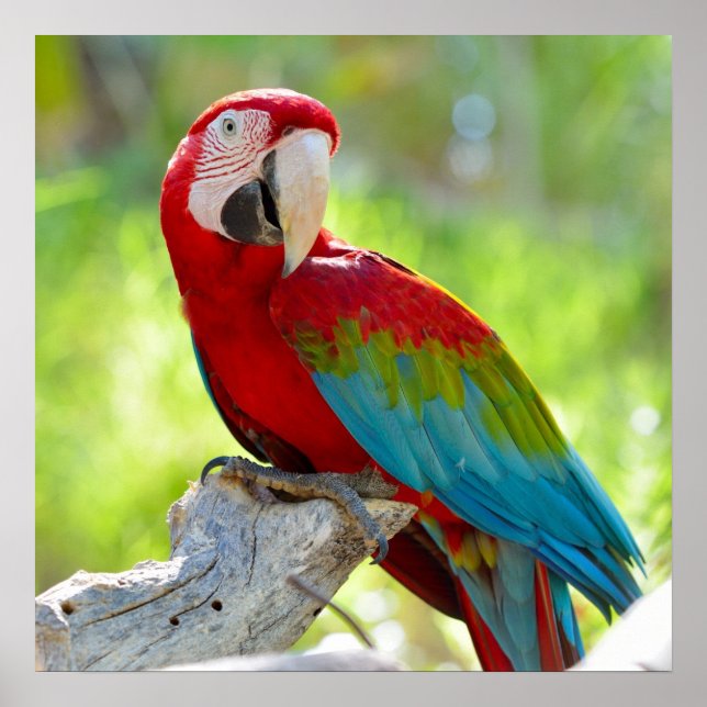 Macaw sitta på gren poster (Framsidan)