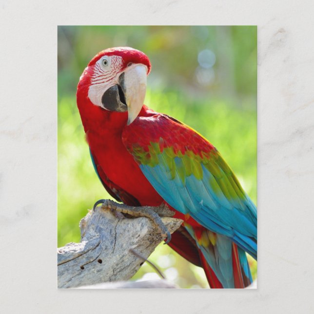 Macaw sitta på gren vykort (Framsida)