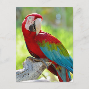 Macaw sitta på gren vykort