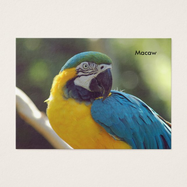 macaw visitkort (Framsidan)