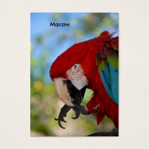 Macaw Visitkort