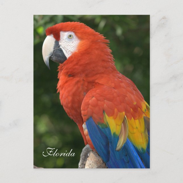 Macaw Vykort (Framsida)