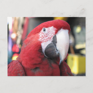 Macaw vykort