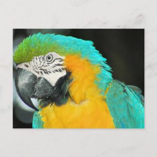 Macaw Vykort