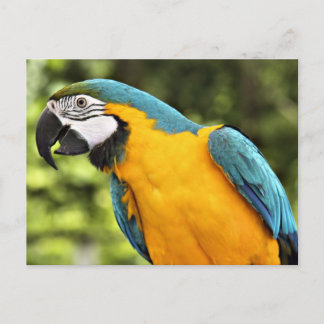 Macaw Vykort