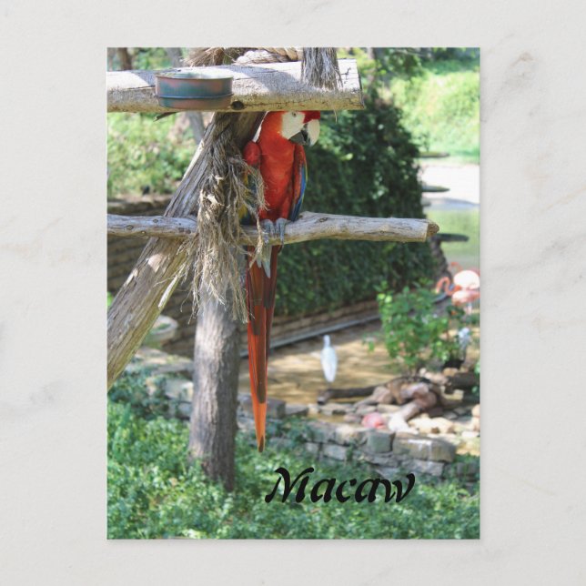Macaw Vykort (Framsida)