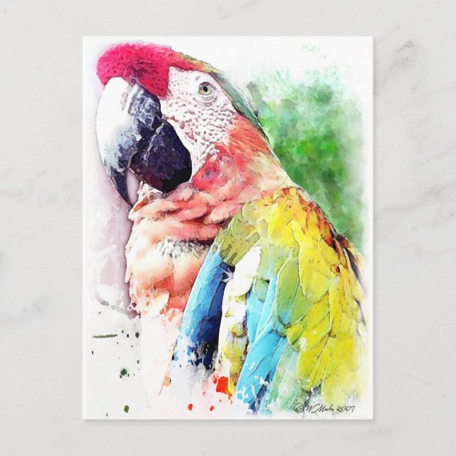 Macaw Vykort (Framsida)