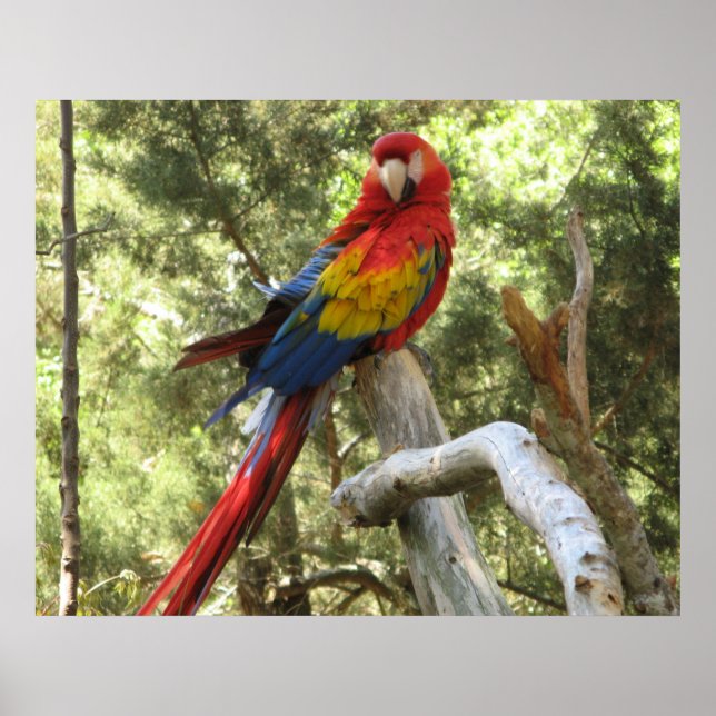 Macawpapegojaposter Poster (Framsidan)