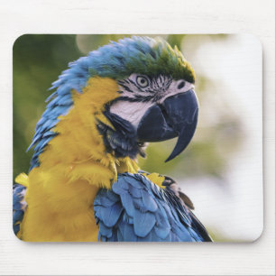 Macawpapegojprofil Porträtt Fotograf Musmatta