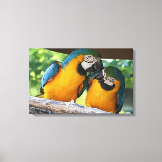 Macaws Canvastryck (Framsida)