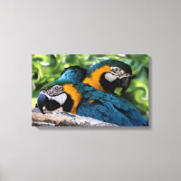 Macaws