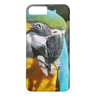 MACAWS