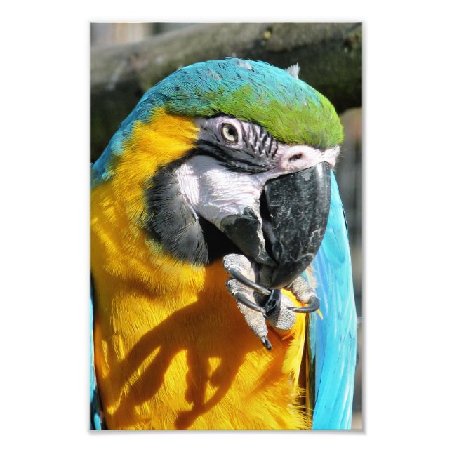MACAWS FOTOTRYCK (Framsidan)