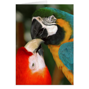 Macaws Hälsningskort