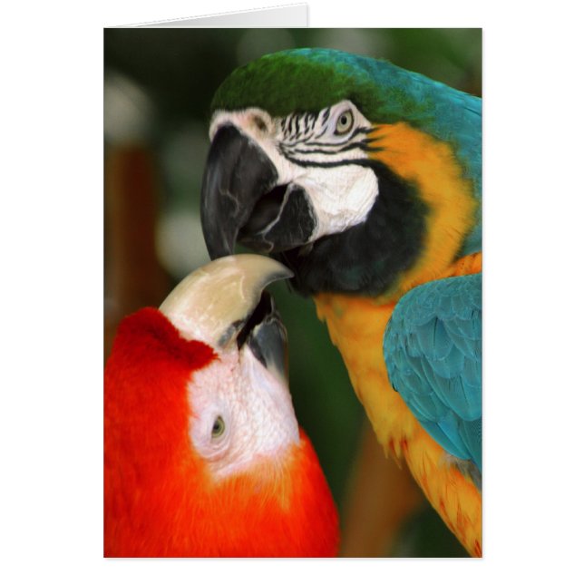 Macaws Hälsningskort (Framsidan)