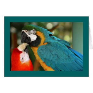 Macaws Hälsningskort