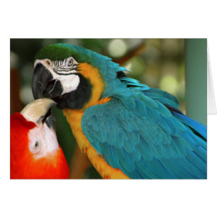 Macaws Hälsningskort