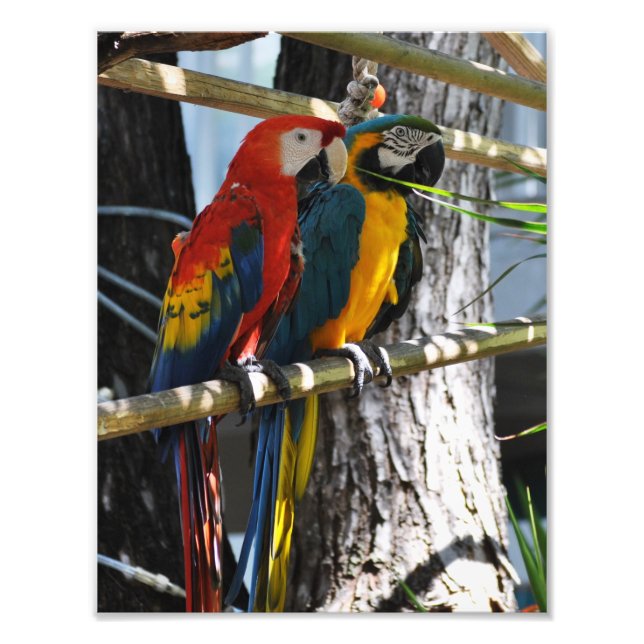 Macaws i Nyckel Väster Fototryck (Framsidan)