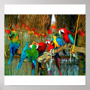 Macaws i Parad Poster