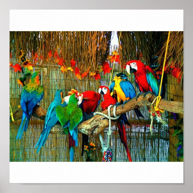 Macaws i Parad Poster (Framsidan)