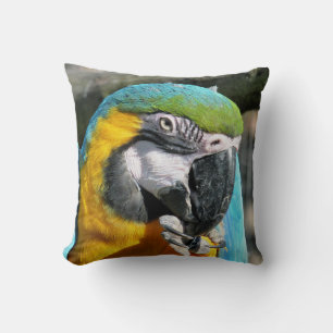 MACAWS KUDDE