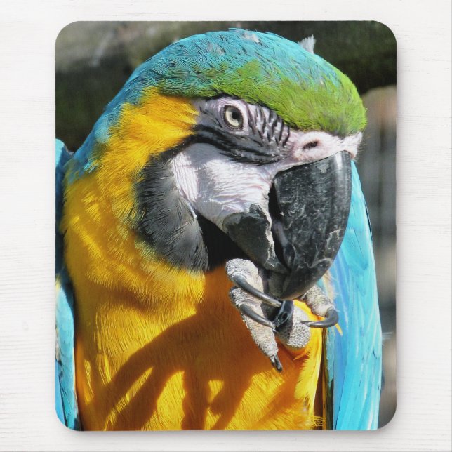 MACAWS MUSMATTA (Framsidan)