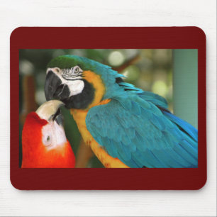 Macaws Musmatta