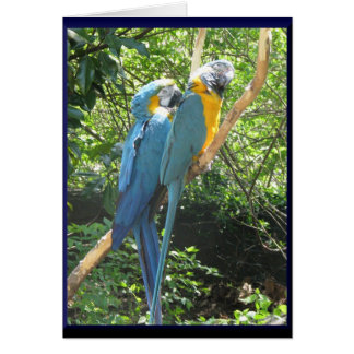 Macaws OBS Kort