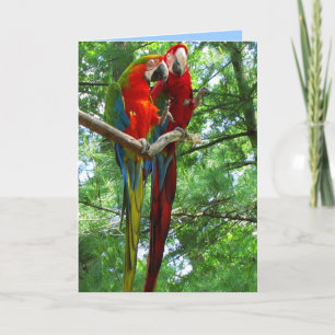Macaws parar födelsedaghälsningkortet kort