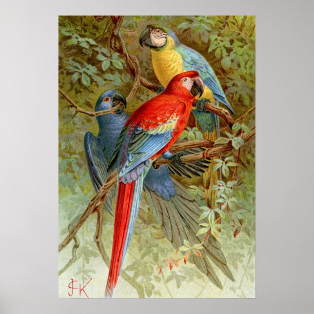 Macaws Poster (Framsidan)