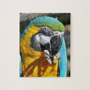 MACAWS PUSSEL