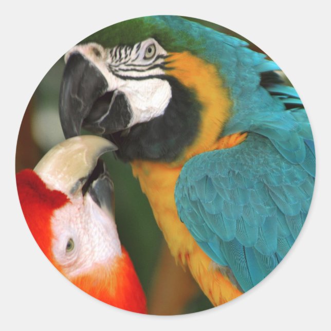Macaws Runt Klistermärke (Framsida)