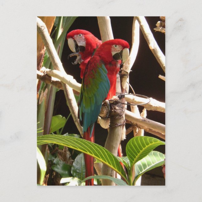 Macaws Vykort (Framsida)