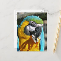 MACAWS