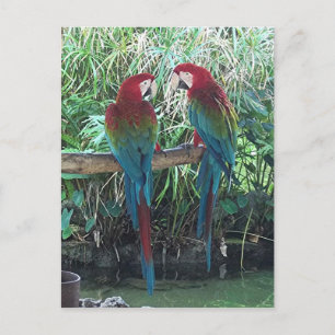 Macaws Vykort