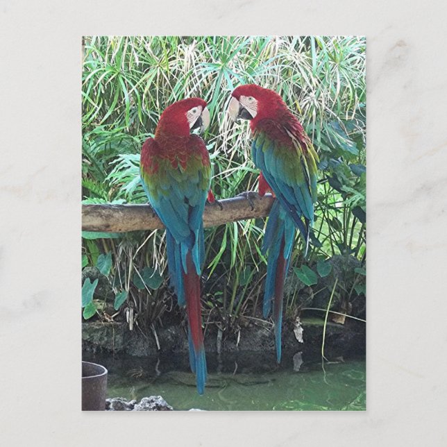 Macaws Vykort (Framsida)