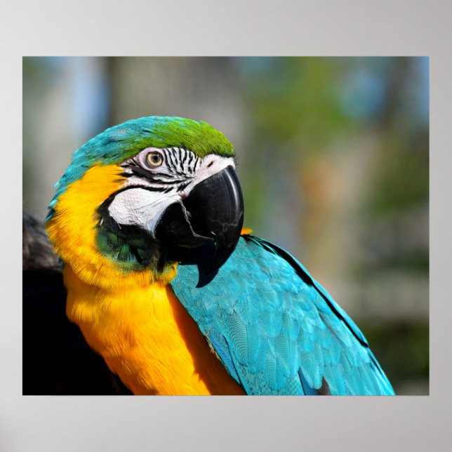 Macawtryck, Värdeaffischpapper (Matte) Poster (Framsidan)